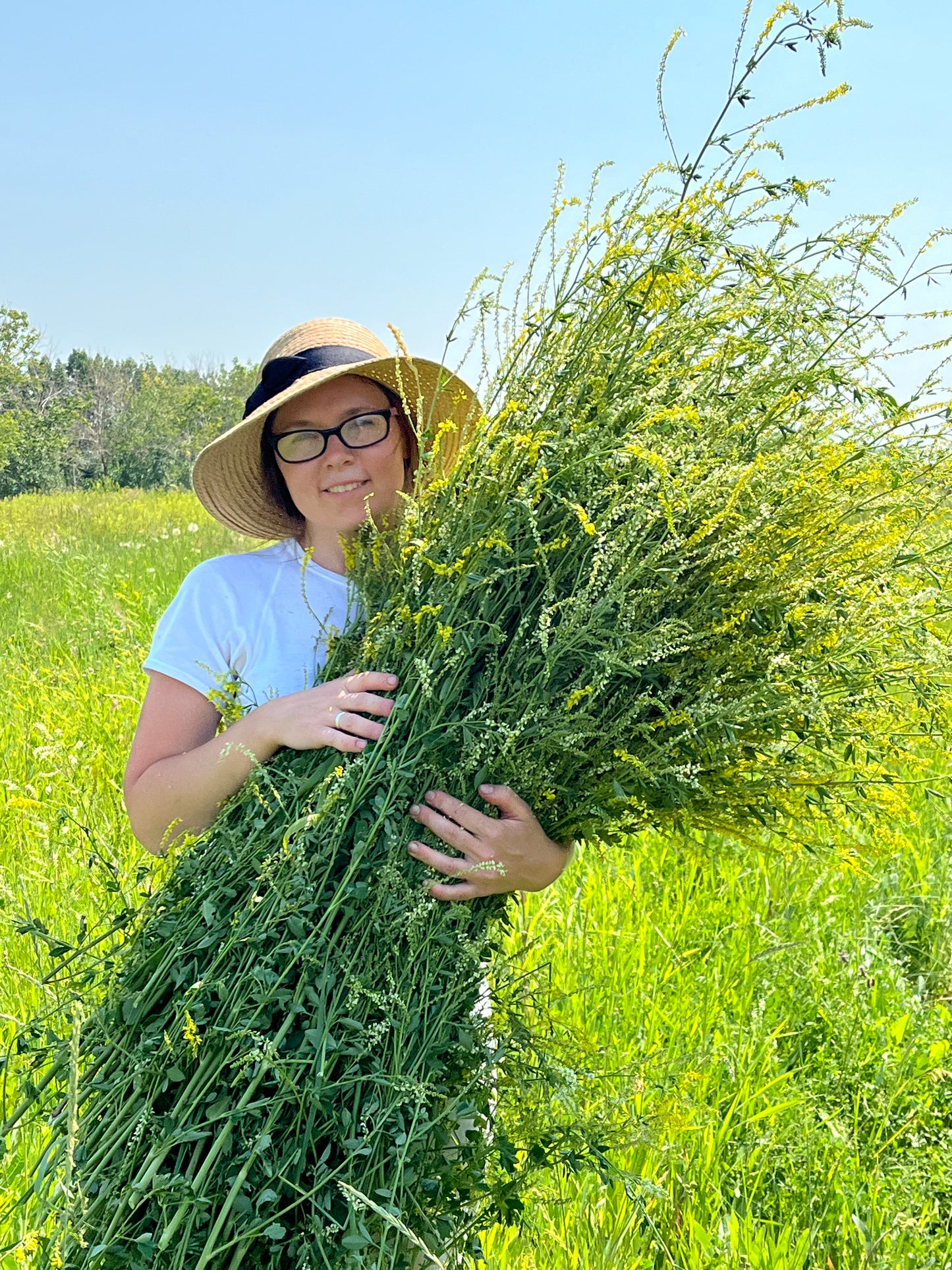 Sweet Clover Wild Hydrosol