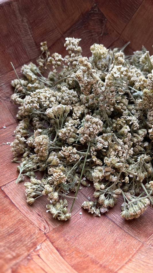 Wild Yarrow Flowers